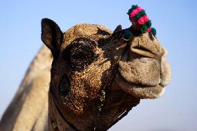 Annual Camel Fair - India