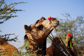 Annual Camel Fair - India