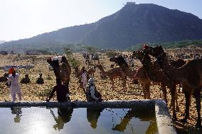 Annual Camel Fair - India