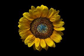 Studio Still Life Of A Sunflower