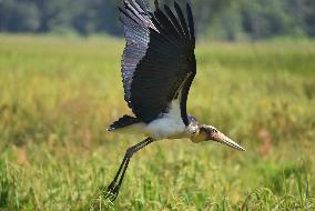 India Wildlife