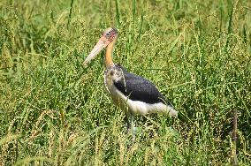 India Wildlife