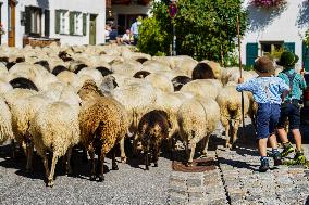 Yearly Bavarian Sheep Shepherd’s Parade. Mittenwald’s Autumn Tradition