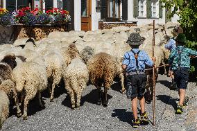 Yearly Bavarian Sheep Shepherd’s Parade. Mittenwald’s Autumn Tradition