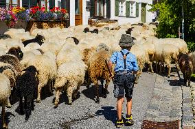 Yearly Bavarian Sheep Shepherd’s Parade. Mittenwald’s Autumn Tradition