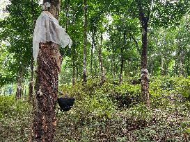 Daily Life In Kerala