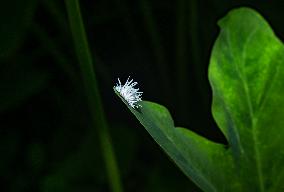 Ladybug Beetle (Coccinellidae) - Animal India