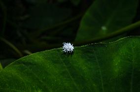 Ladybug Beetle (Coccinellidae) - Animal India