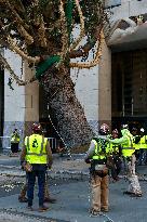 Rockefeller Center Christmas Tree Comes To New York City