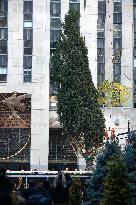 Rockefeller Center Christmas Tree Comes To New York City