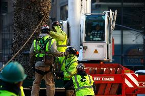 Rockefeller Center Christmas Tree Comes To New York City