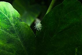 Ladybug Beetle (Coccinellidae) - Animal India