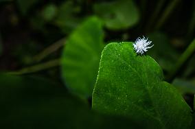 Ladybug Beetle (Coccinellidae) - Animal India