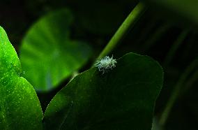 Ladybug Beetle (Coccinellidae) - Animal India