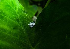 Ladybug Beetle (Coccinellidae) - Animal India