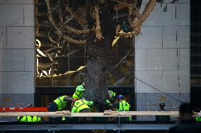 Rockefeller Center Christmas Tree Comes To New York City