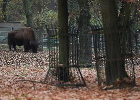 Zoo In Chorzow