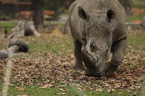 Zoo In Chorzow