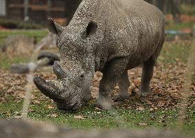 Zoo In Chorzow