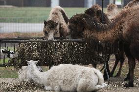 Zoo In Chorzow