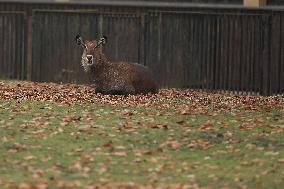 Zoo In Chorzow