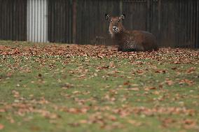 Zoo In Chorzow