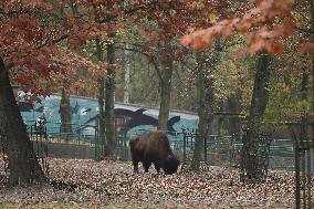 Zoo In Chorzow