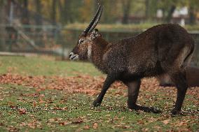 Zoo In Chorzow