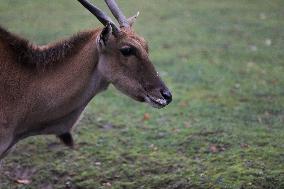 Zoo In Chorzow