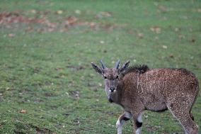 Zoo In Chorzow