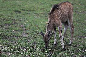 Zoo In Chorzow