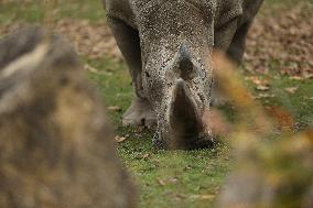 Zoo In Chorzow