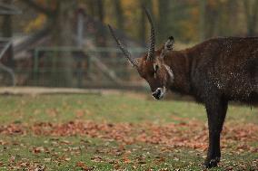 Zoo In Chorzow