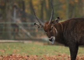 Zoo In Chorzow