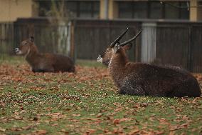 Zoo In Chorzow