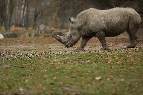 Zoo In Chorzow