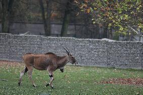 Zoo In Chorzow