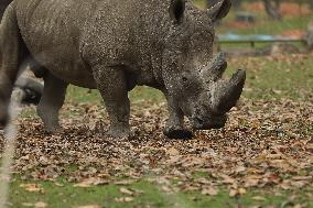 Zoo In Chorzow