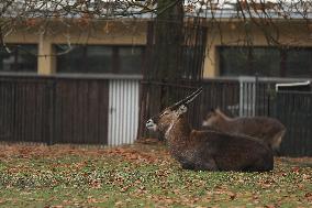 Zoo In Chorzow