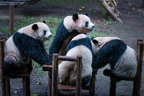 Chongqing Zoo Giant Pandas