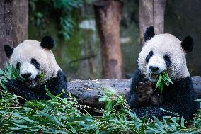 Chongqing Zoo Giant Pandas