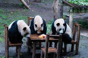 Chongqing Zoo Giant Pandas