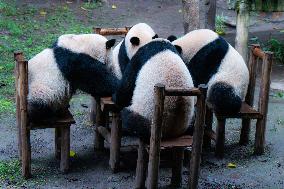 Chongqing Zoo Giant Pandas