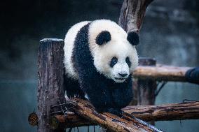 Chongqing Zoo Giant Pandas