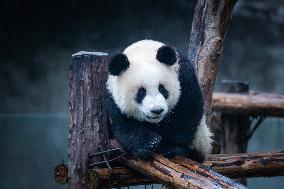 Chongqing Zoo Giant Pandas