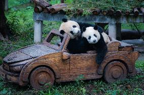 Chongqing Zoo Giant Pandas