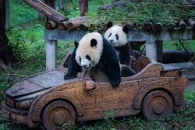 Chongqing Zoo Giant Pandas