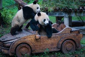 Chongqing Zoo Giant Pandas