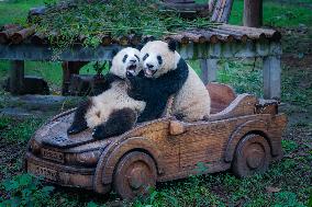 Chongqing Zoo Giant Pandas