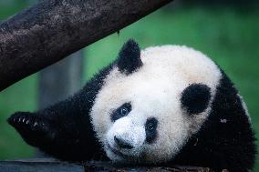 Chongqing Zoo Giant Pandas